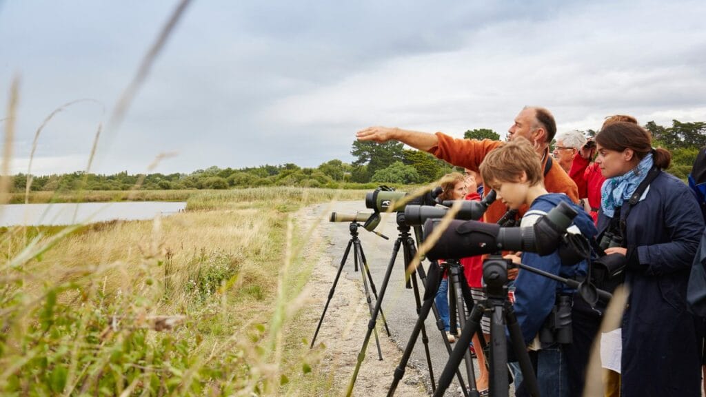 activite nature golfe du morbihan sortie ornithologique